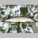 Jemcina 24.11.2008-54.JPG